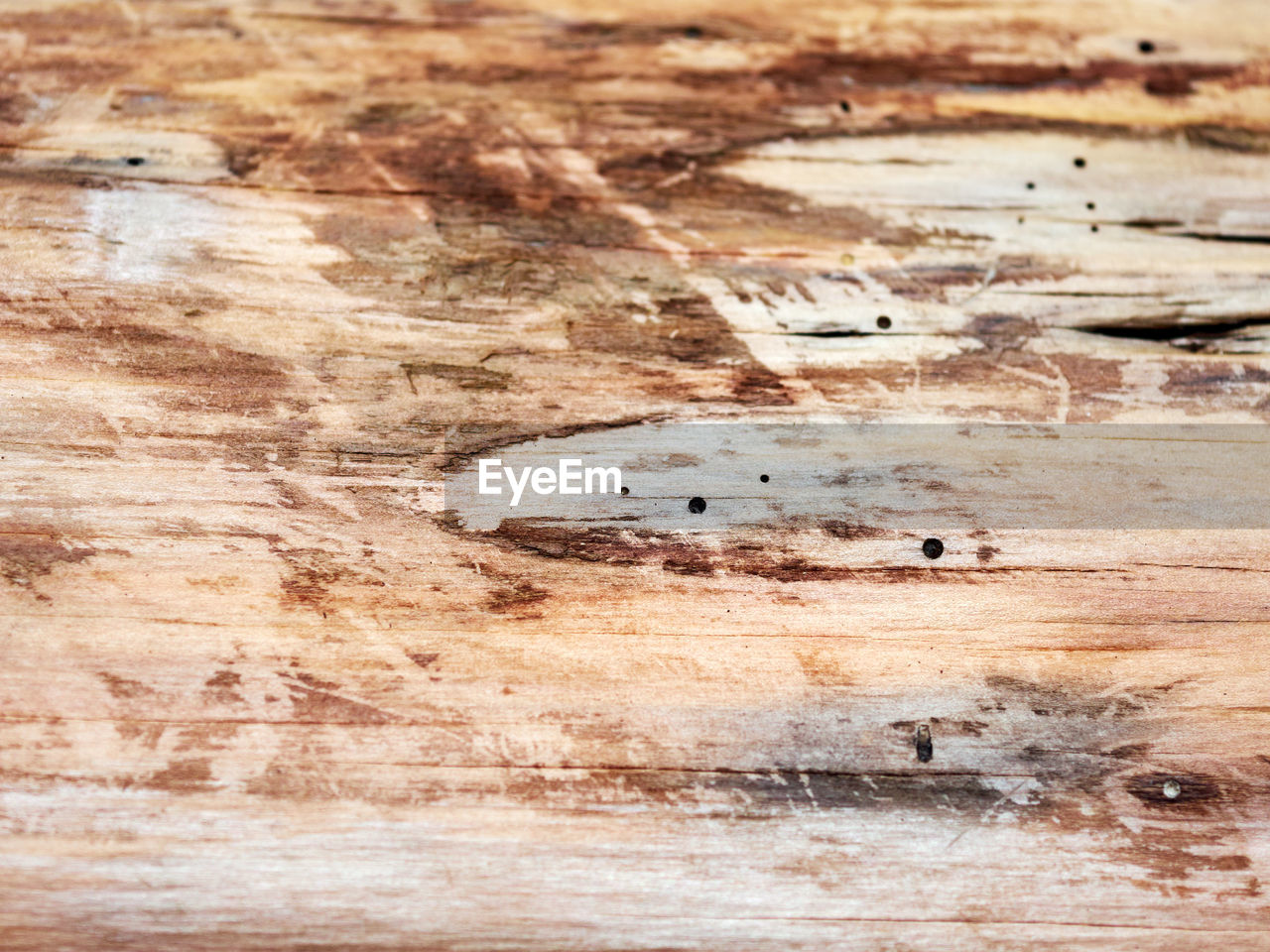 HIGH ANGLE VIEW OF AN INSECT ON WOOD