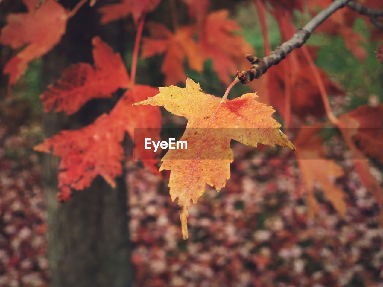 Close-up of orange maple leaves on tree