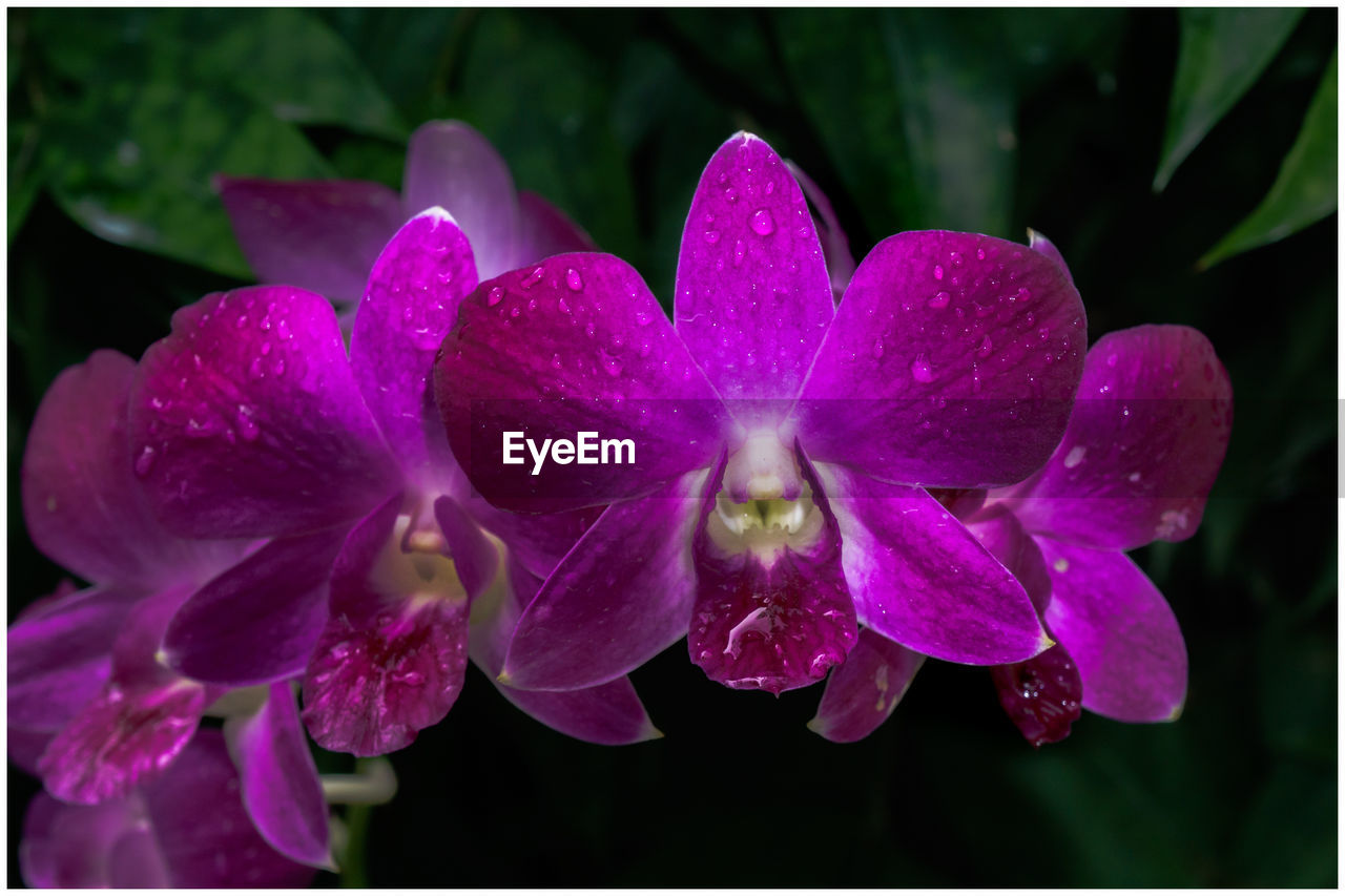 CLOSE-UP OF PINK FLOWERS BLOOMING OUTDOORS