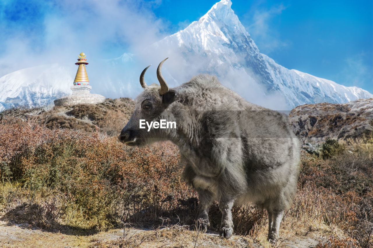 Yak on grass against sky