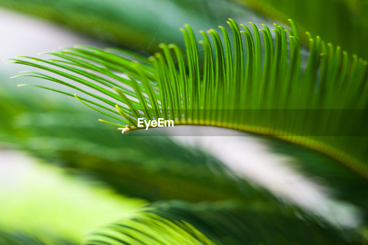 CLOSE-UP OF GREEN LEAVES WITH PALM TREE