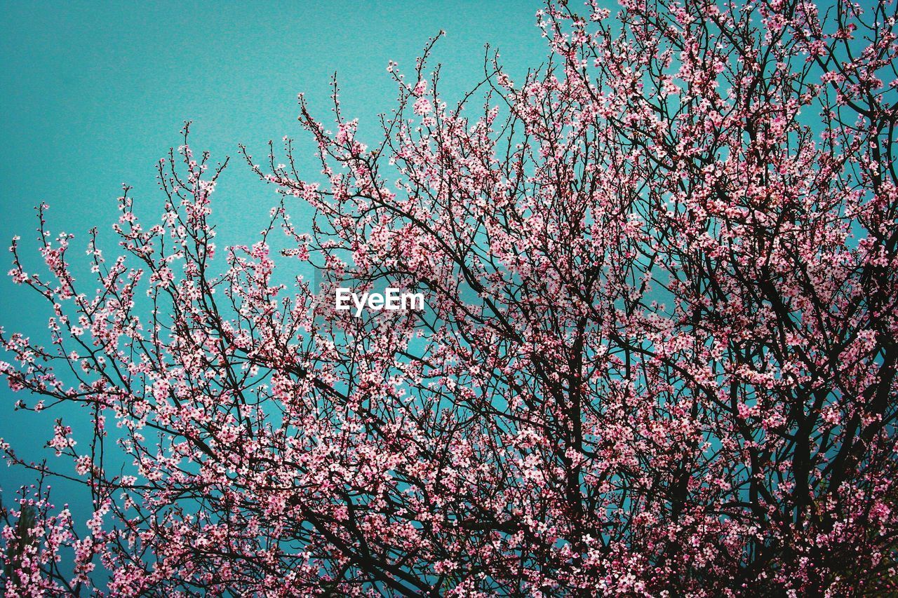 LOW ANGLE VIEW OF PINK FLOWERS BLOOMING ON TREE