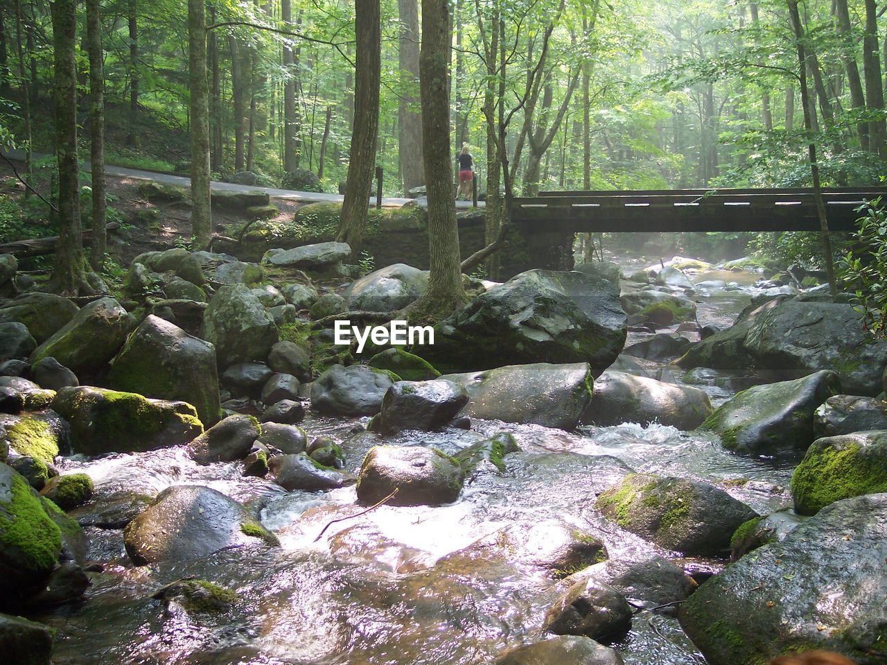 ROCKS IN FOREST