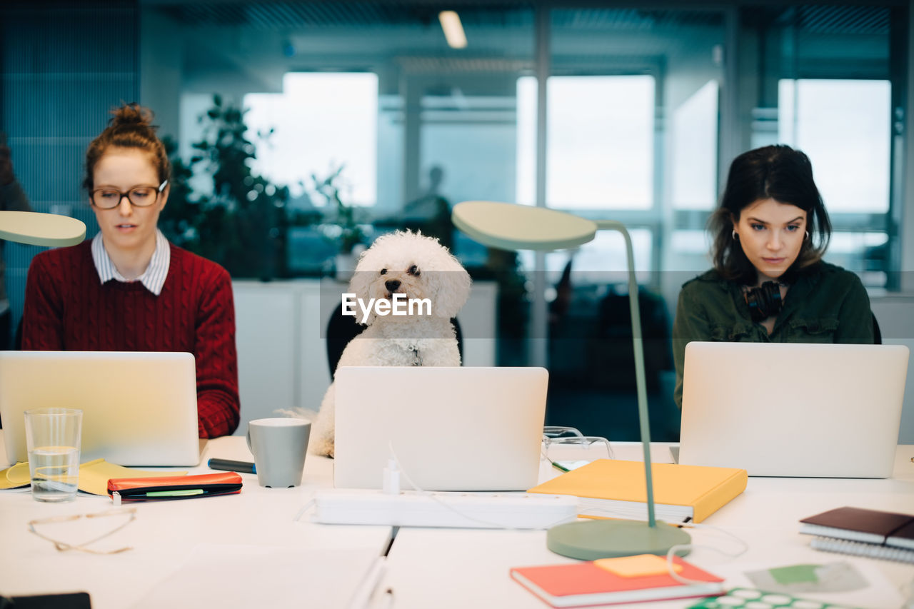 Female professionals using laptops while sitting with dog at desk in creative office