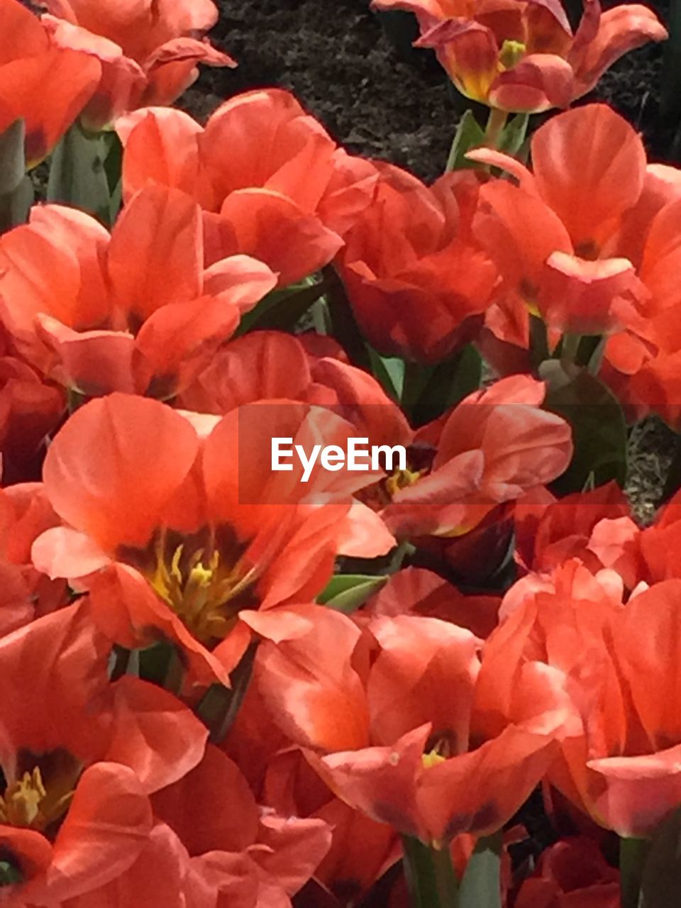 CLOSE-UP OF FLOWERS IN BLOOM