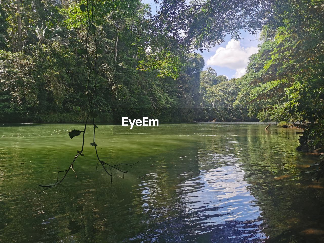 Scenic view of lake in forest