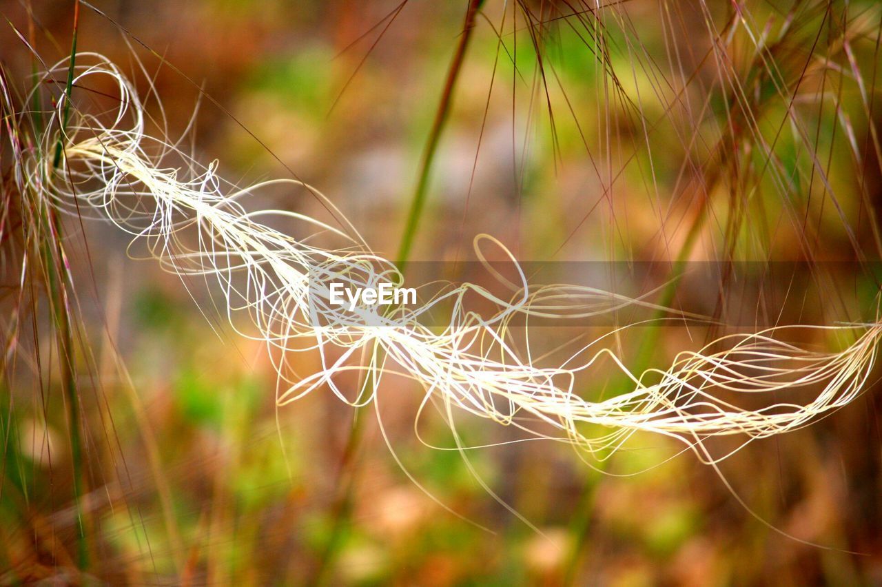 CLOSE-UP OF PLANTS