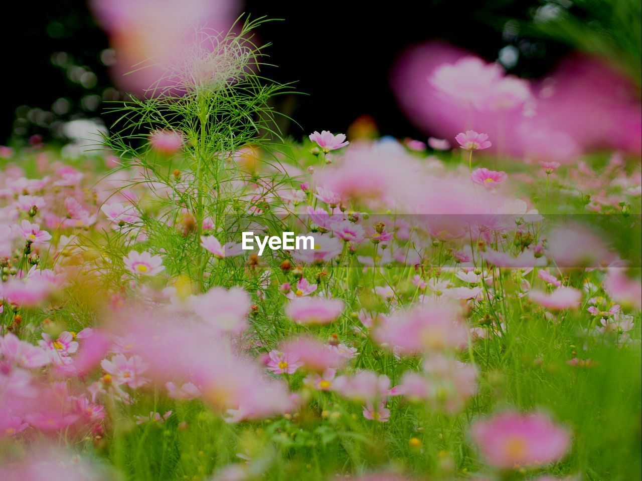 Pink flowers blooming in field