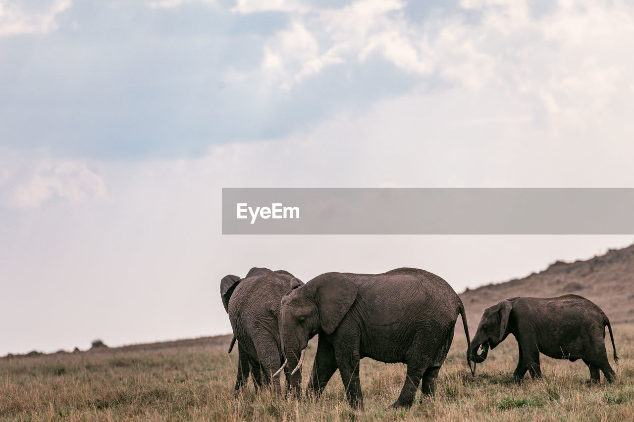 The elephants heard in a field at the maasai mara national game reserve in narok county in kenya 