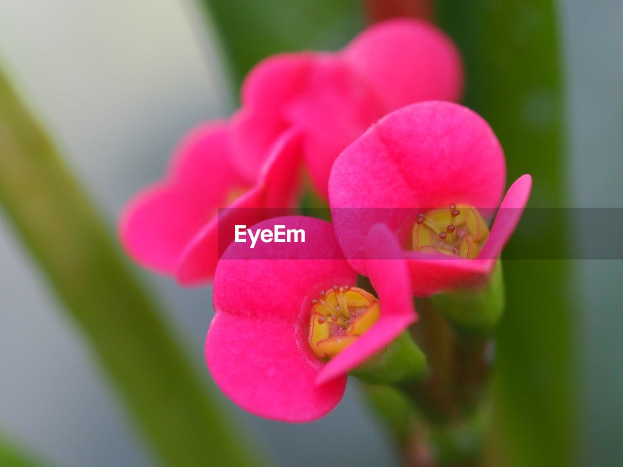 CLOSE-UP OF FLOWER