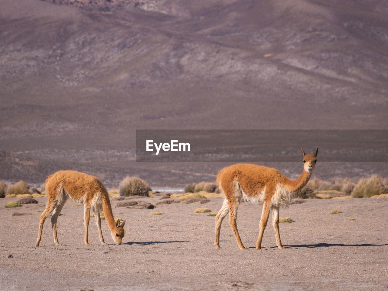 Vicuña walking in the andes