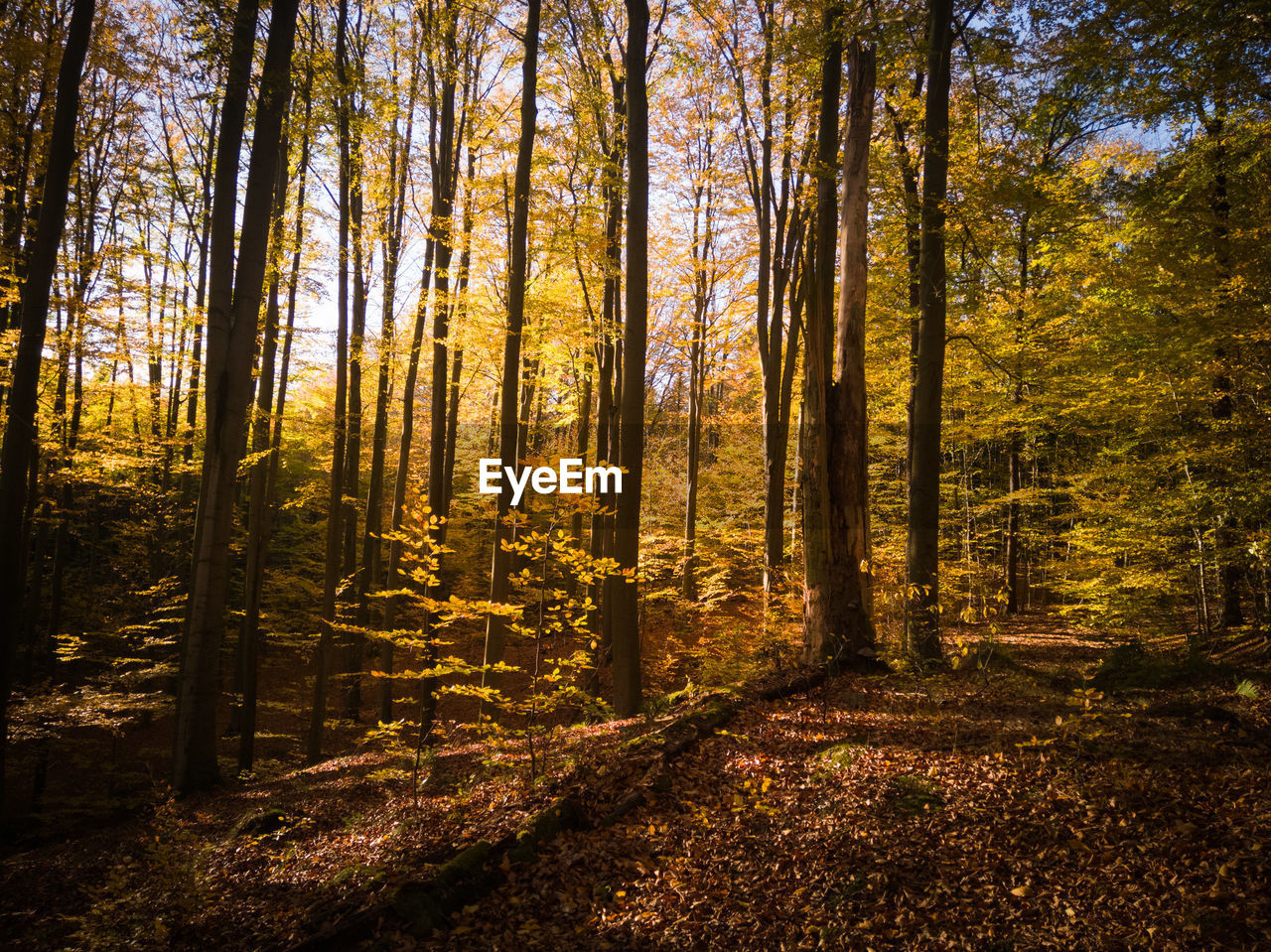 Trees in forest during autumn