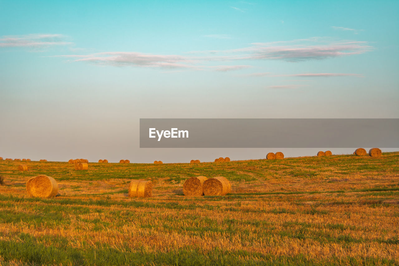 landscape, field, hay, bale, environment, sky, land, agriculture, horizon, rural scene, plain, plant, nature, scenics - nature, grassland, farm, beauty in nature, prairie, tranquility, tranquil scene, cloud, grass, harvesting, sunset, no people, crop, steppe, idyllic, sunlight, cereal plant, natural environment, hill, non-urban scene, savanna, outdoors, sun, gold, twilight, rural area, blue, horizon over land, summer, pasture, meadow, day, rolled up, food, dusk, evening, plateau, growth, tree, urban skyline