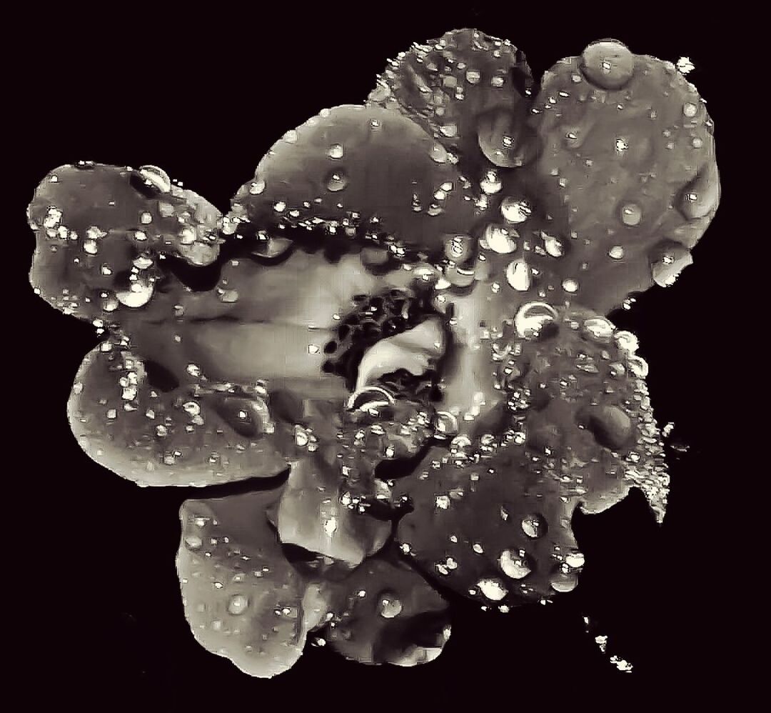 CLOSE-UP OF WATER DROPS ON PINK FLOWERS