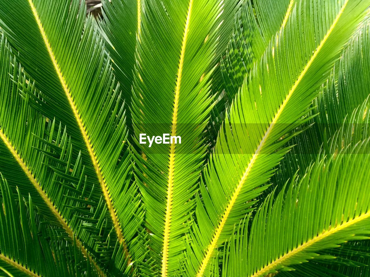 FULL FRAME SHOT OF PALM LEAVES