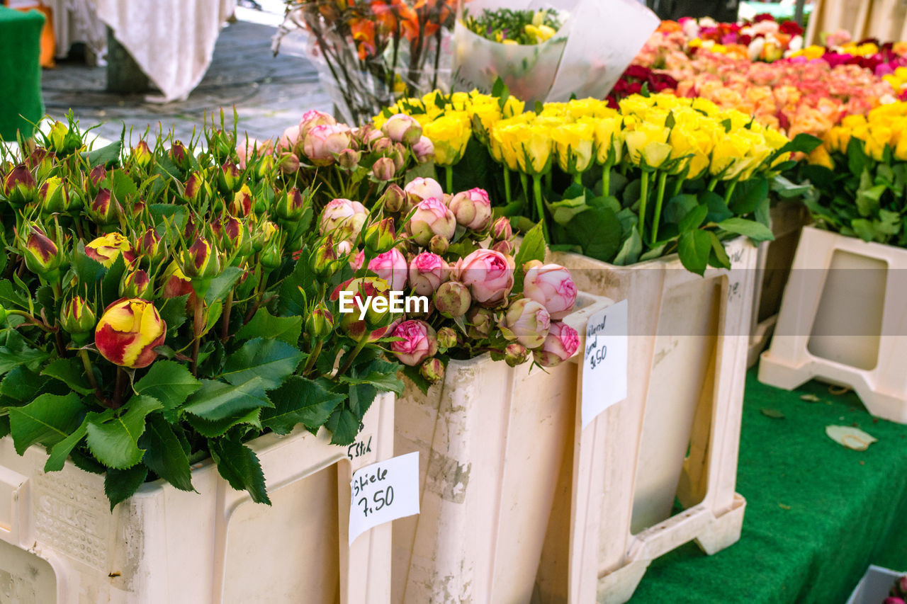 Close-up of pink flowers at market