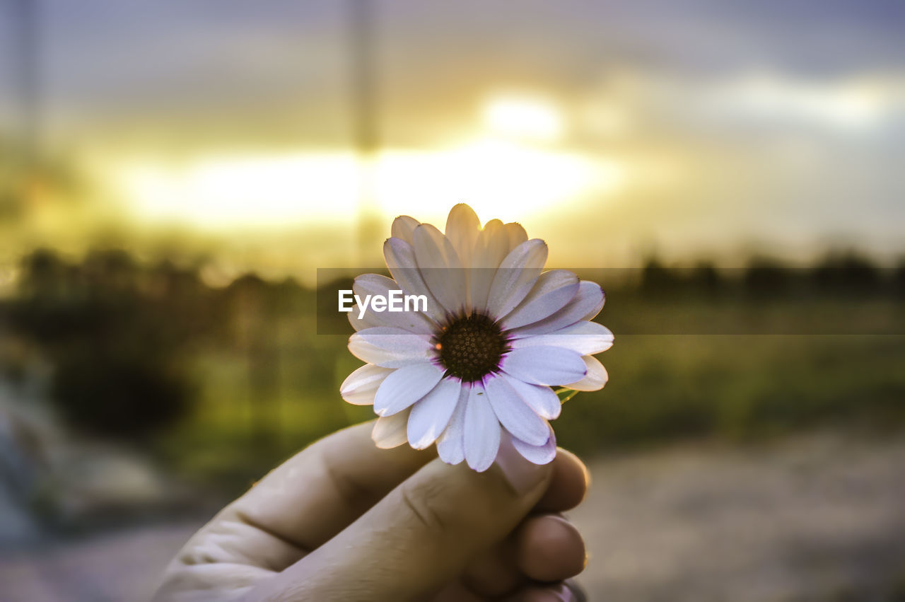 Close-up of hand holding flower against blurred background