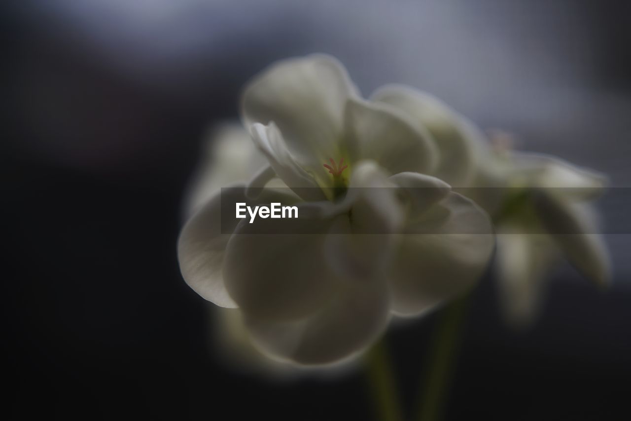 CLOSE-UP OF WHITE FLOWER GROWING OUTDOORS