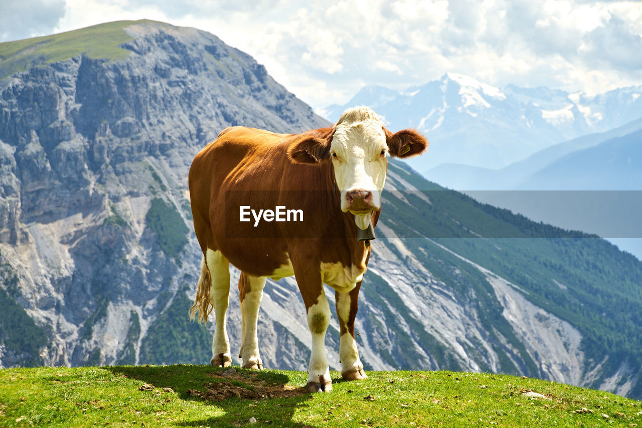 Cow in a mountain range