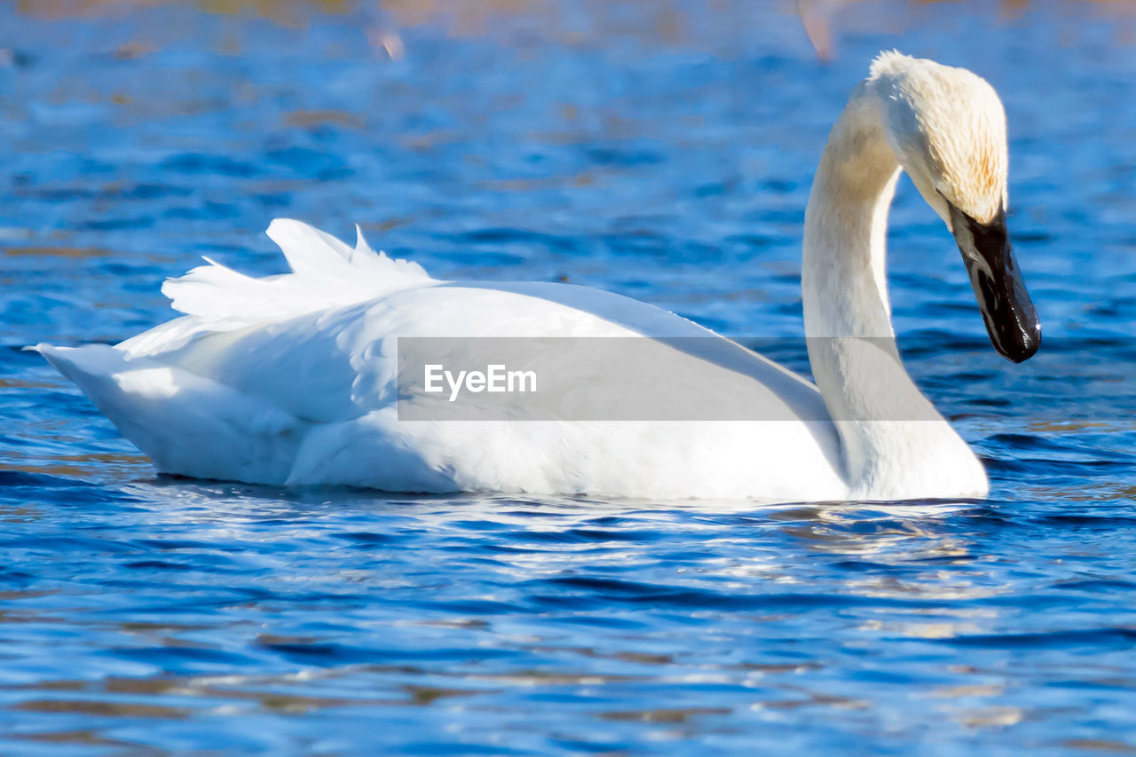 SWAN SWIMMING ON LAKE