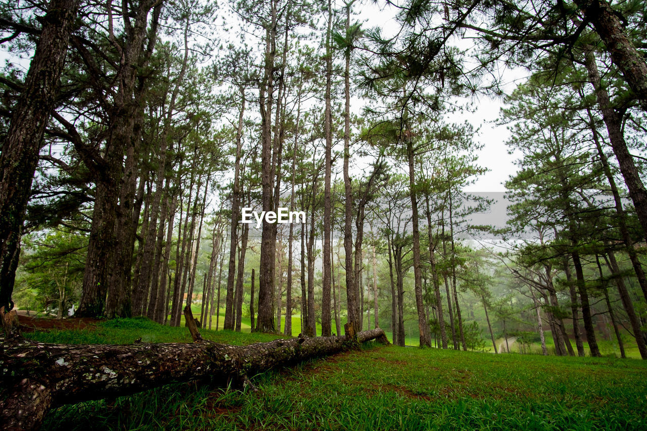 Trees in forest