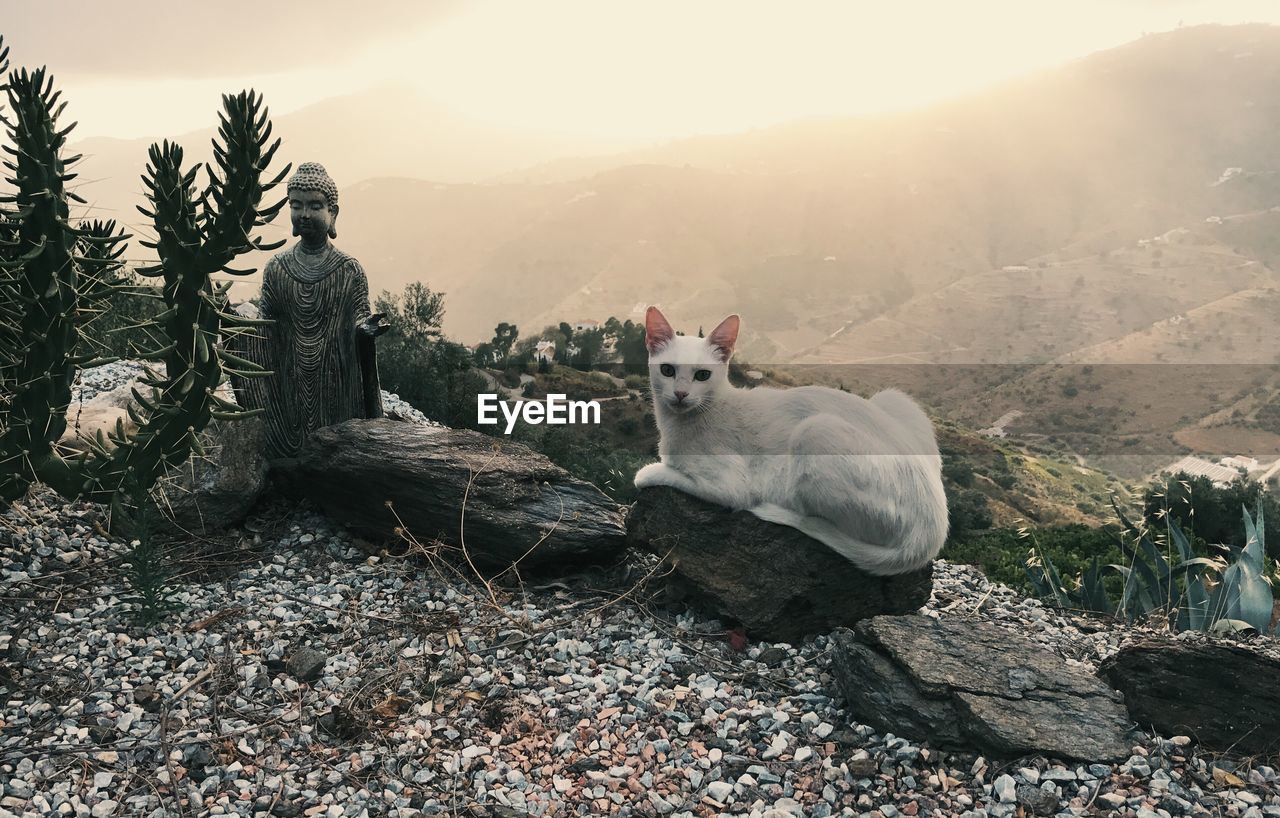 PORTRAIT OF SHEEP SITTING ON ROCK