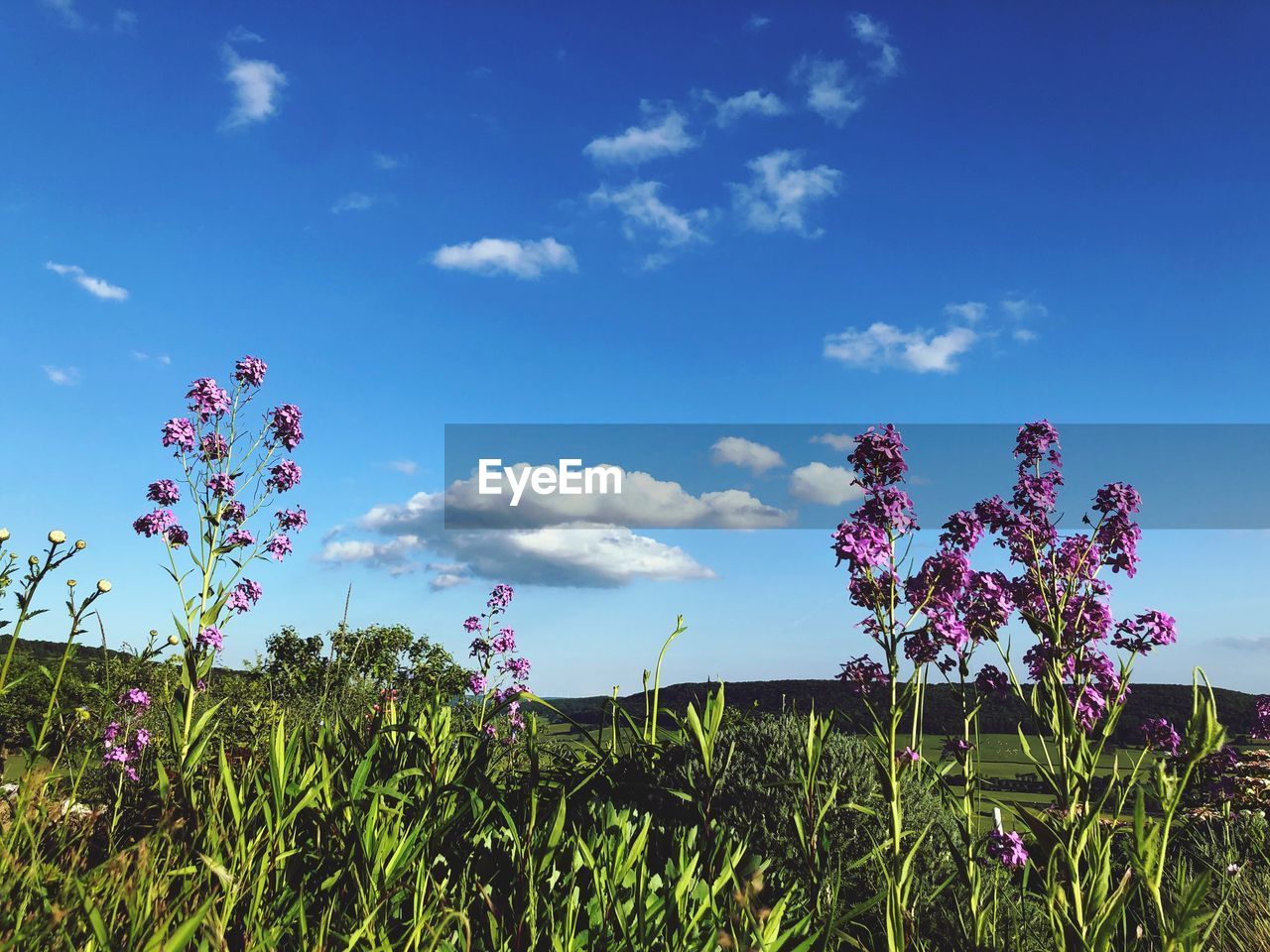 LOW ANGLE VIEW OF FLOWERING PLANTS GROWING ON FIELD AGAINST SKY