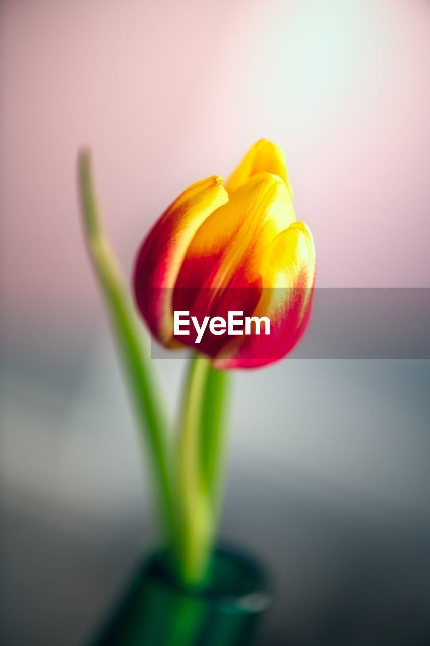 Close-up of yellow tulip