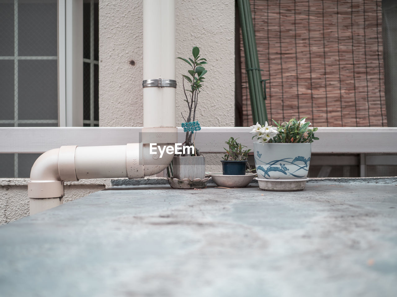 POTTED PLANT BY WINDOW OF BUILDING