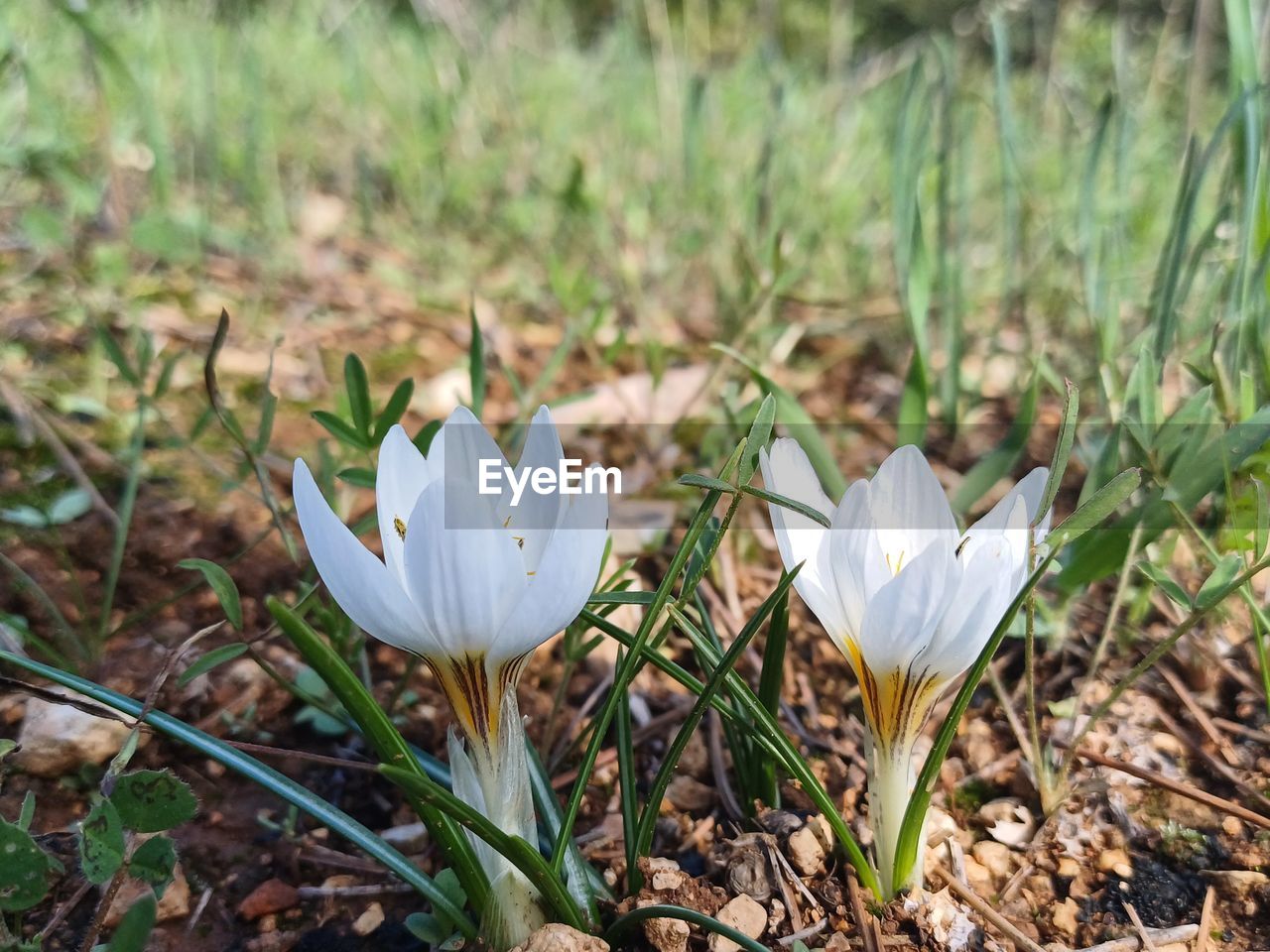 plant, flower, flowering plant, beauty in nature, freshness, crocus, growth, nature, white, petal, fragility, close-up, land, no people, grass, wildflower, inflorescence, flower head, focus on foreground, field, iris, day, springtime, outdoors, leaf