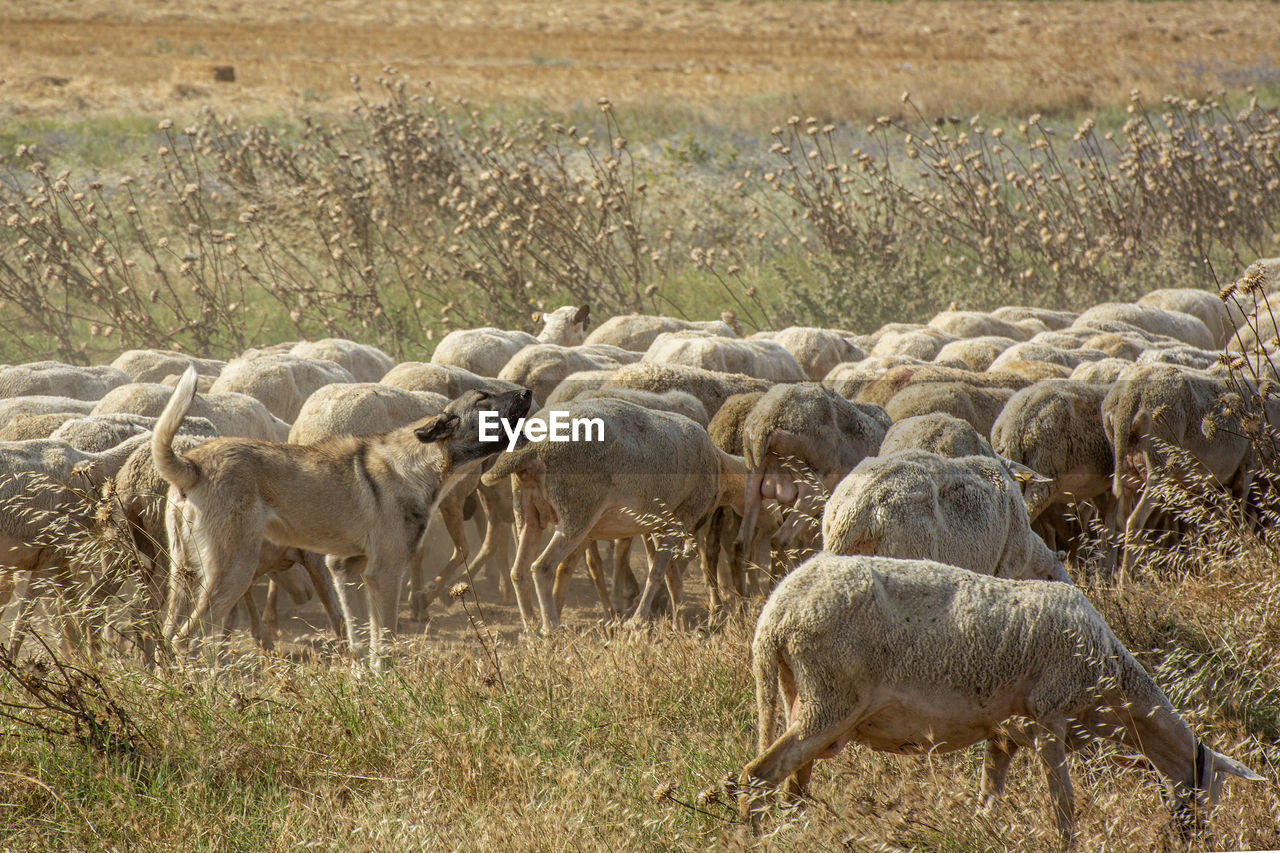 Sheep grazing in a field