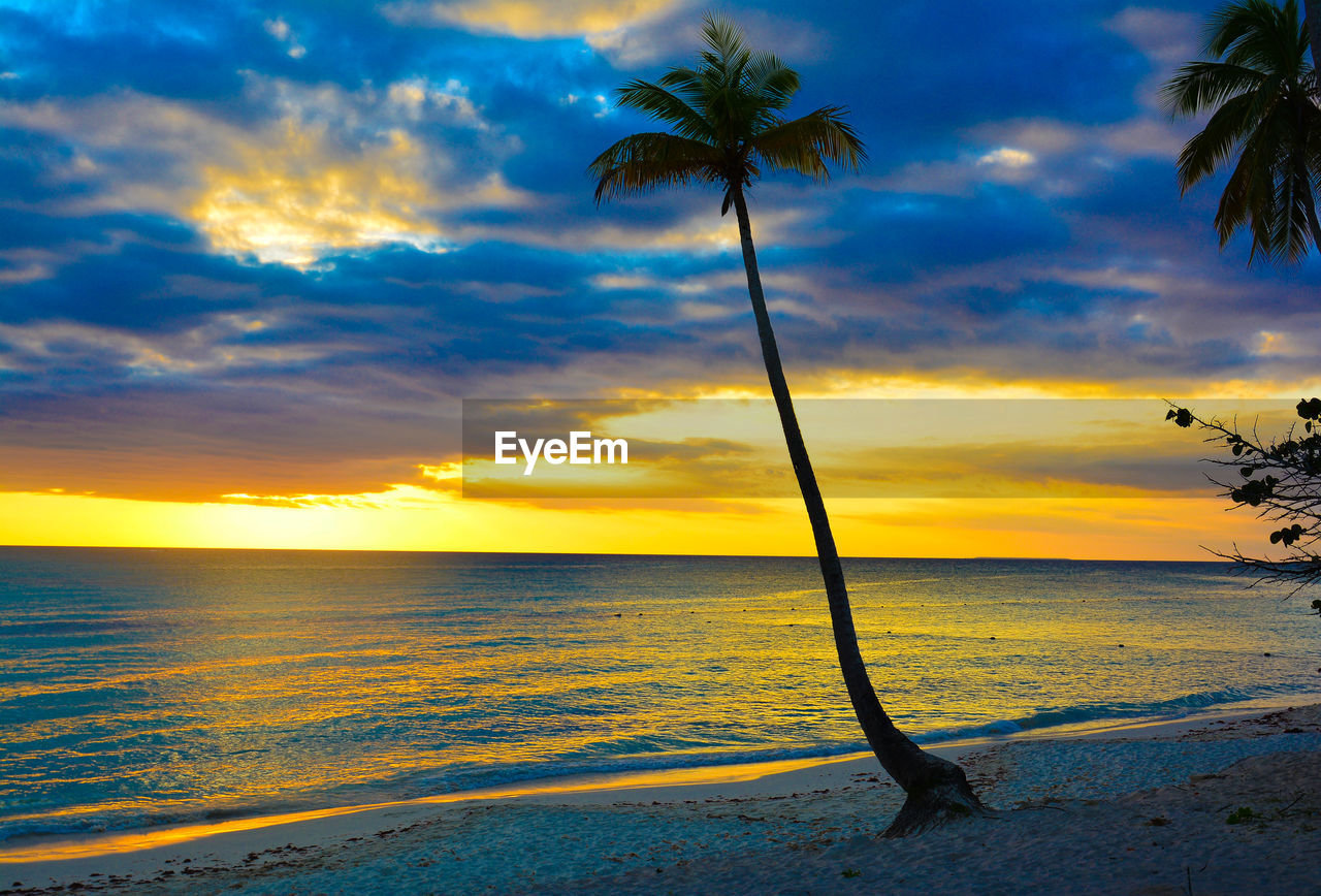 Palm trees at beach against sky during sunset