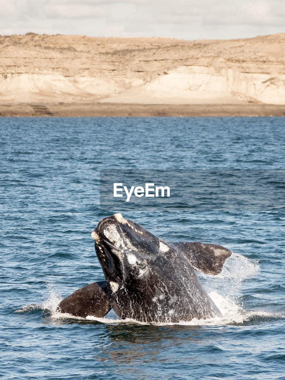 Whale swimming in sea