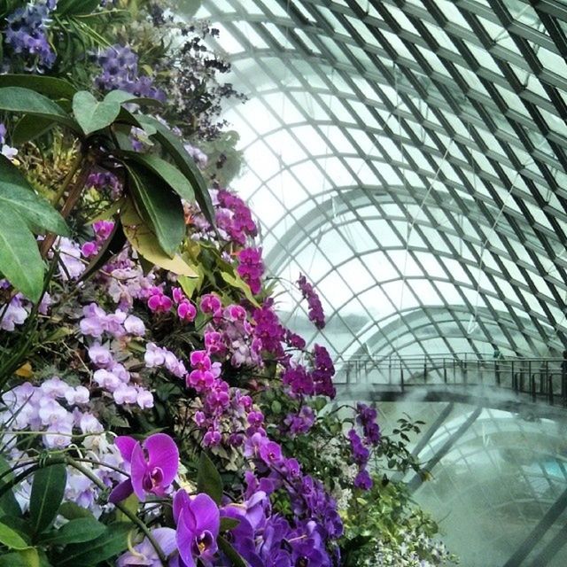 PINK FLOWERS BLOOMING IN PARK