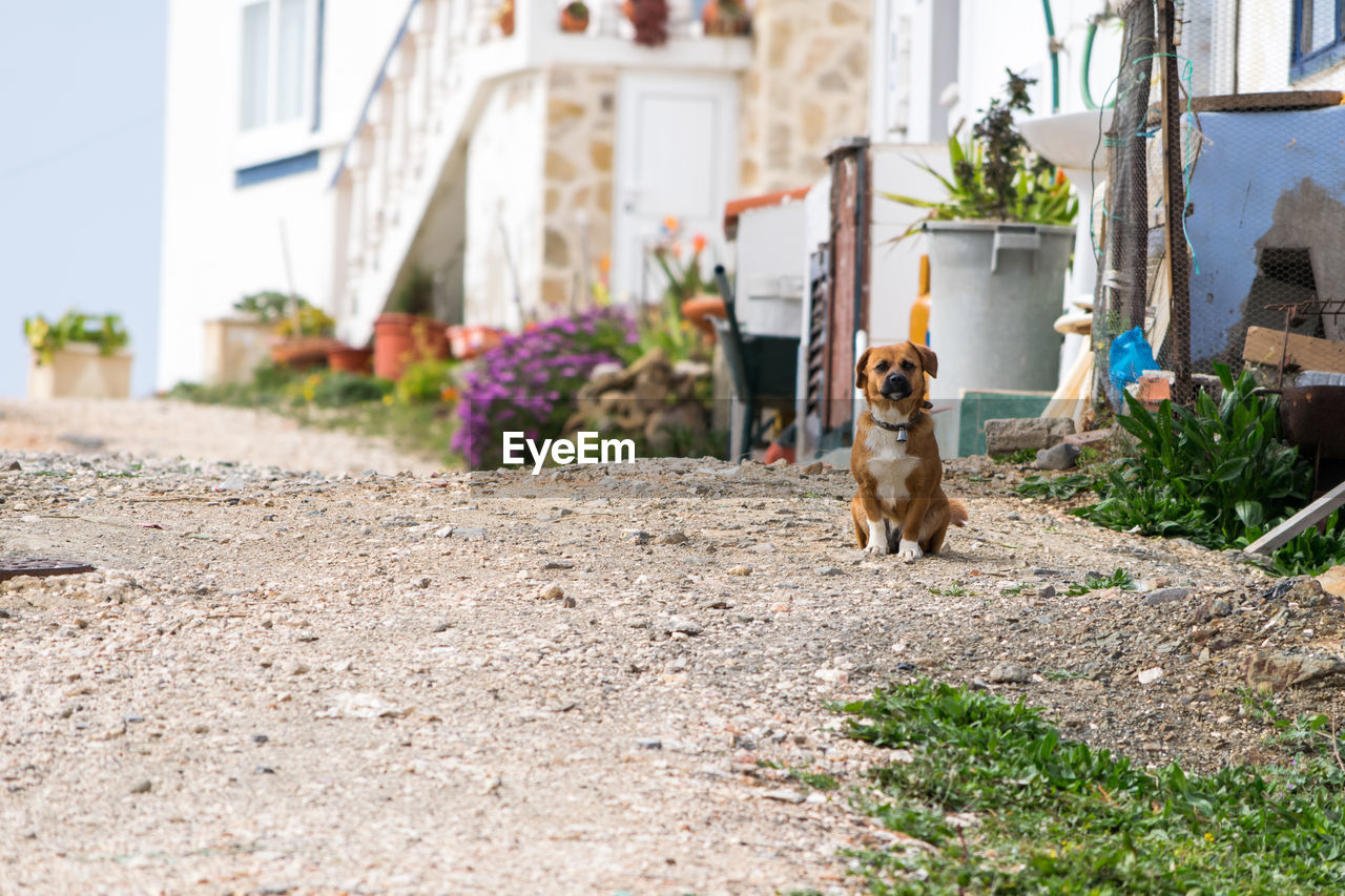 Dog in front of a building