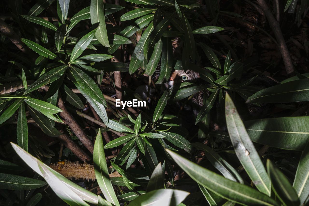 HIGH ANGLE VIEW OF LIZARD ON PLANTS