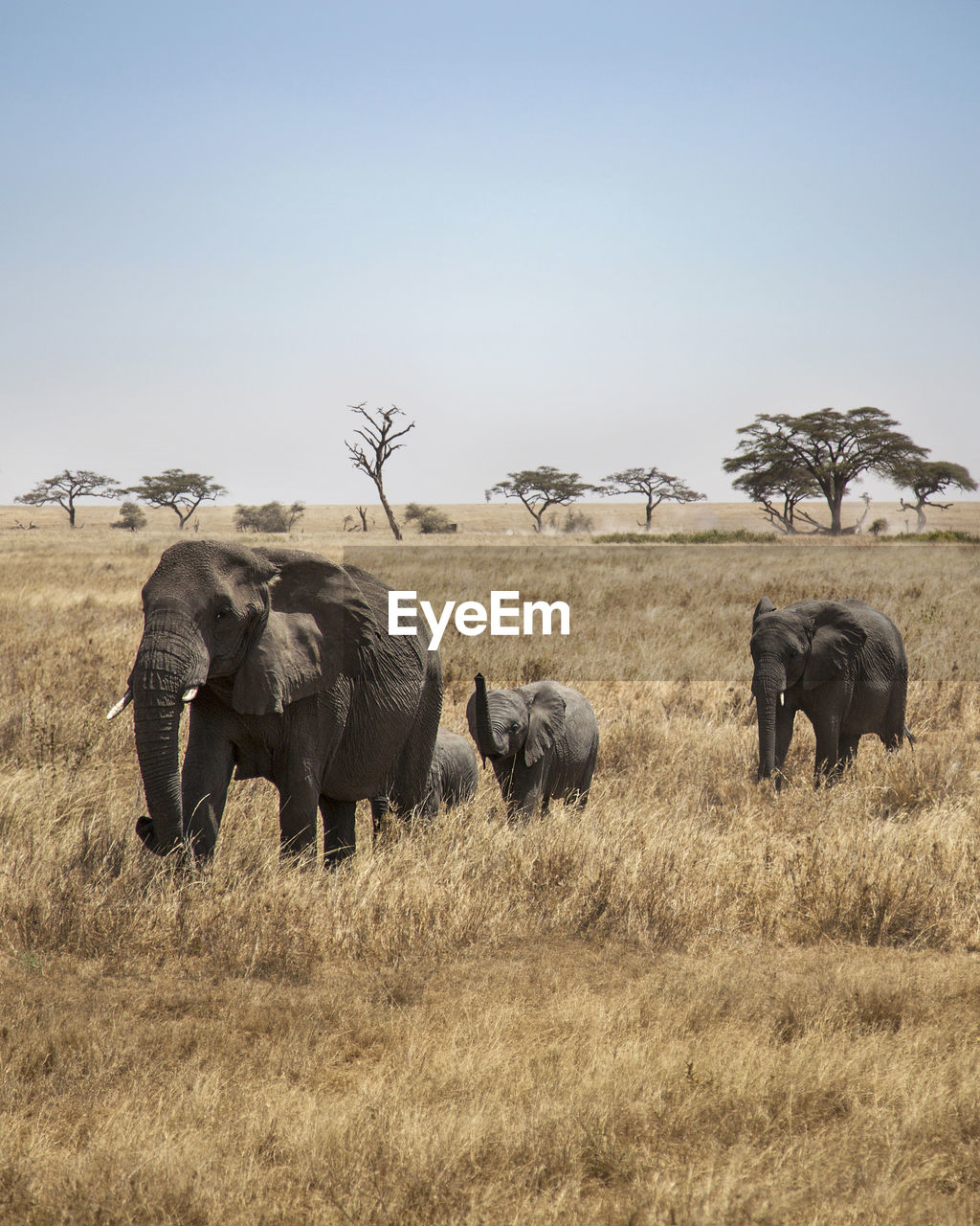 Elephants in the savanna