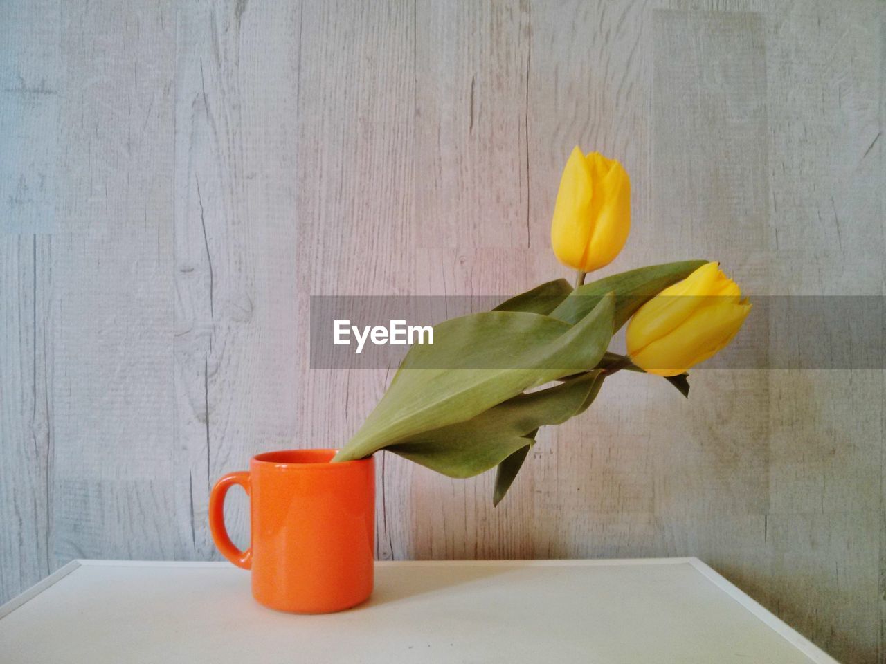 CLOSE-UP OF TULIP ON TABLE AGAINST RED WALL