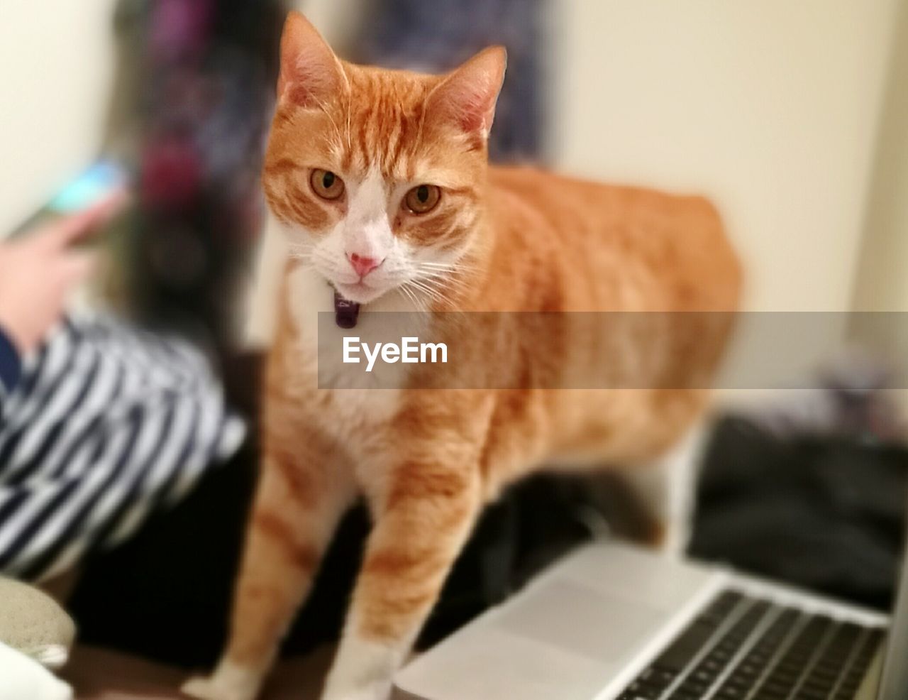 Portrait of cat standing by laptop on table