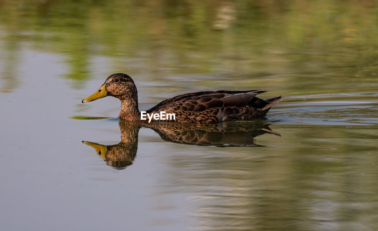 Side view of a duck swimming in lake, reflection into the river water