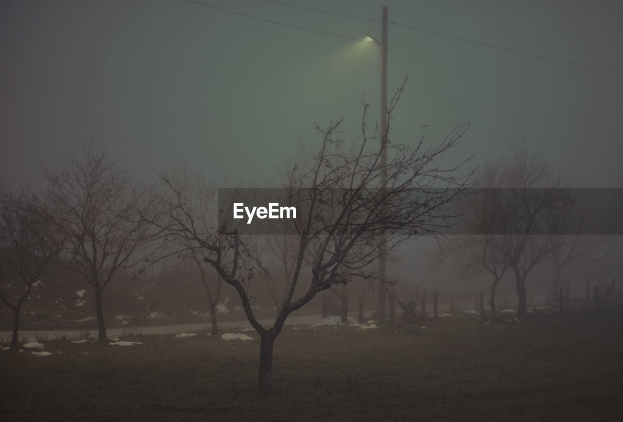 BARE TREES ON FIELD AGAINST SKY