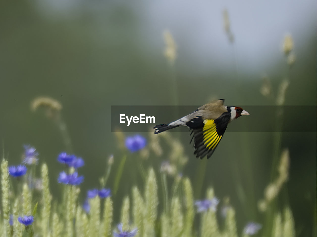 Bird flying, goldfinch