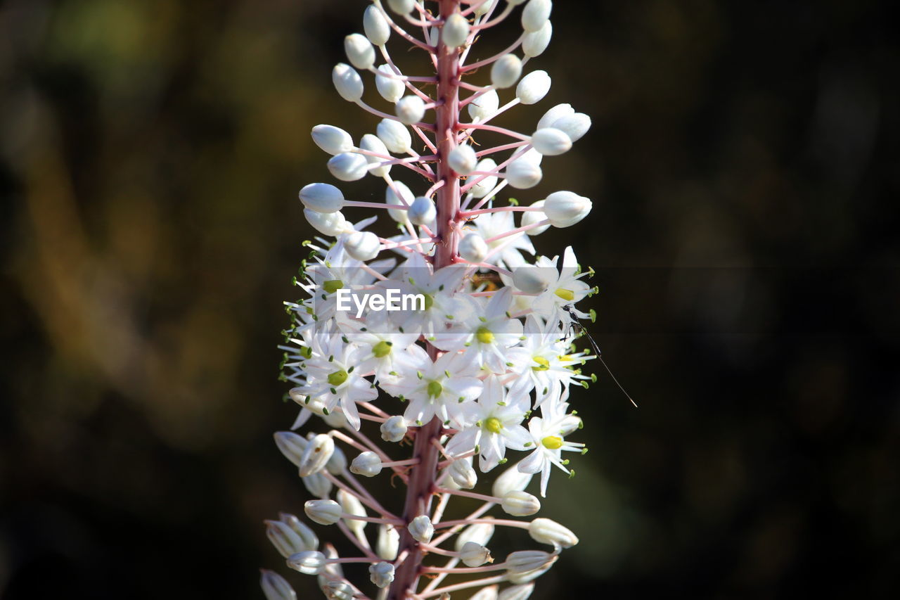 plant, flower, flowering plant, beauty in nature, macro photography, nature, close-up, freshness, growth, fragility, focus on foreground, no people, blossom, petal, inflorescence, springtime, flower head, white, tree, botany, outdoors, wildflower, branch, day