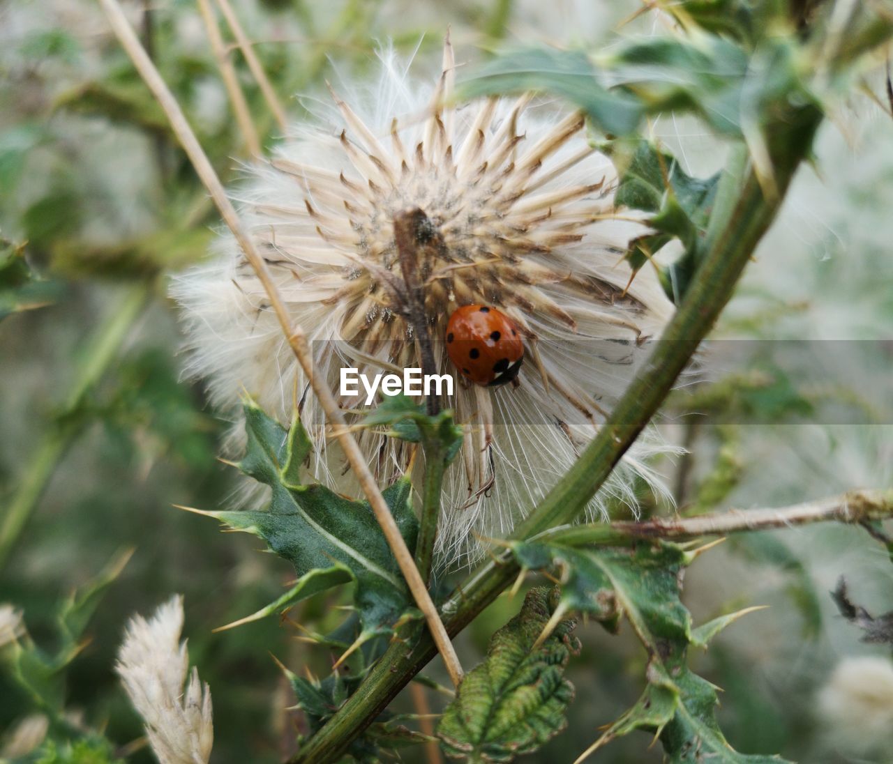 Flower occupied Woods Green Color Nature Photography Nature Fragile Beauty Fragile Nature Ladybird Flower Insect Close-up Animal Themes Plant