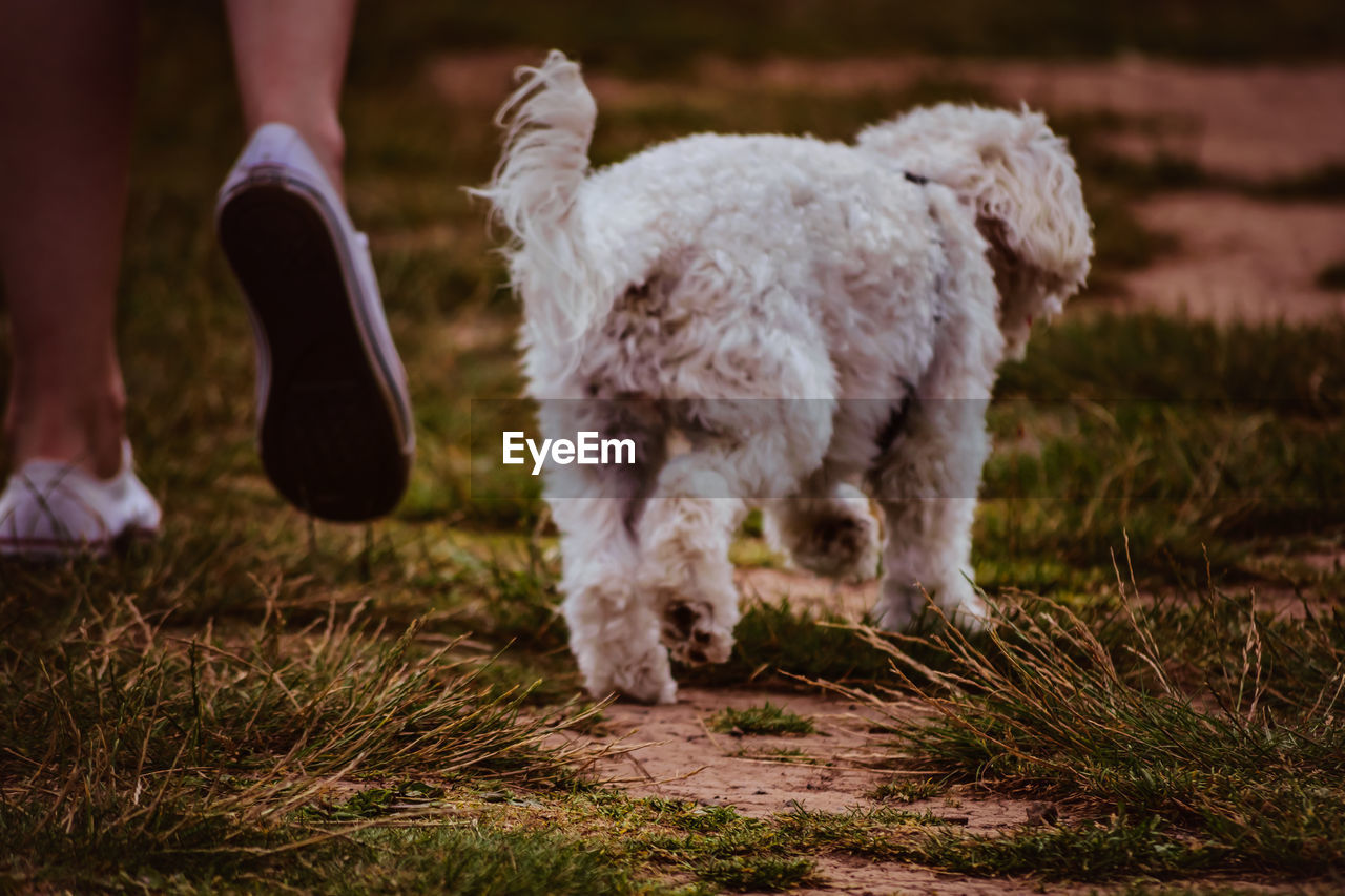 LOW SECTION OF MAN STANDING WITH DOG