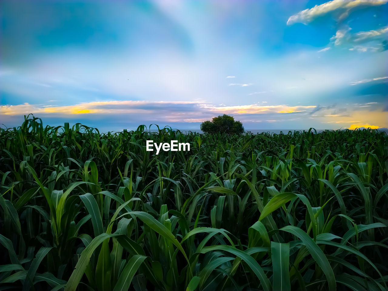 PLANTS GROWING ON FIELD