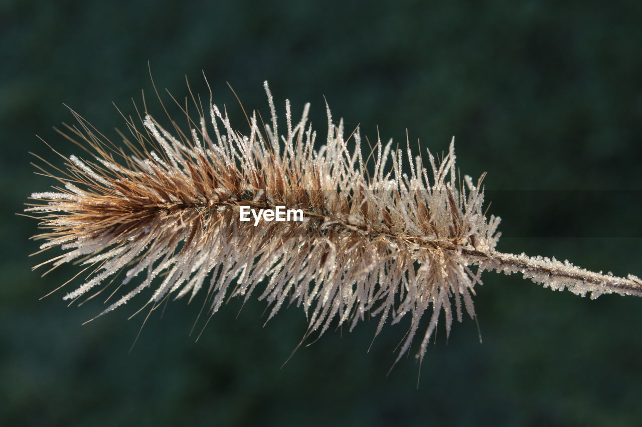 CLOSE-UP OF DRY PLANT