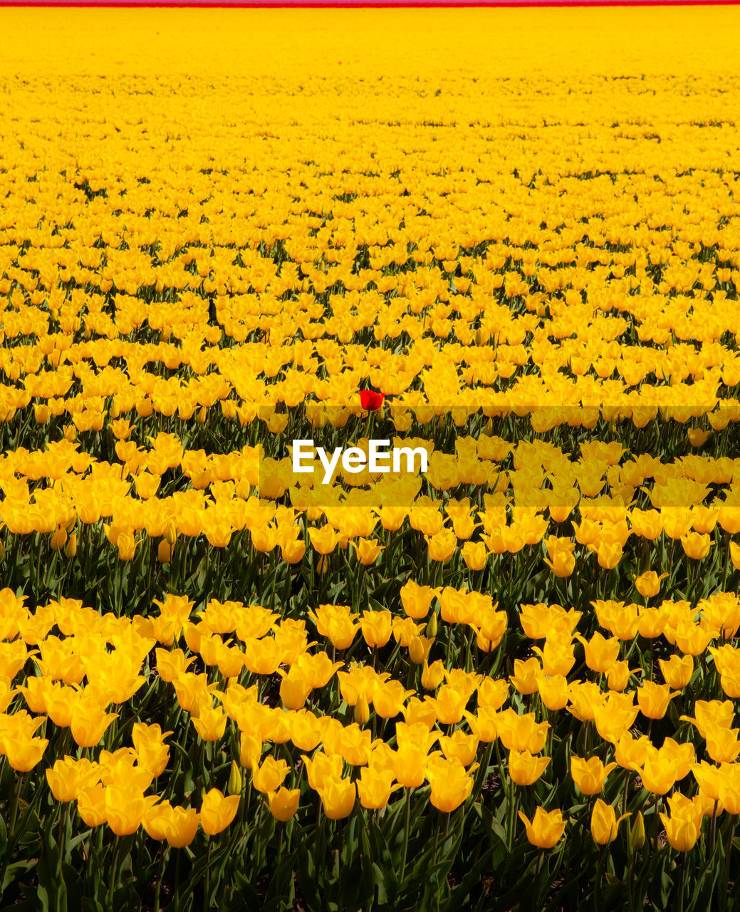 YELLOW FLOWERS ON FIELD