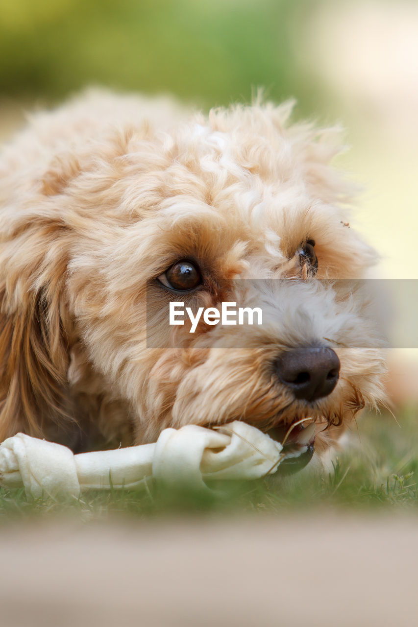 Close-up of hairy dogs