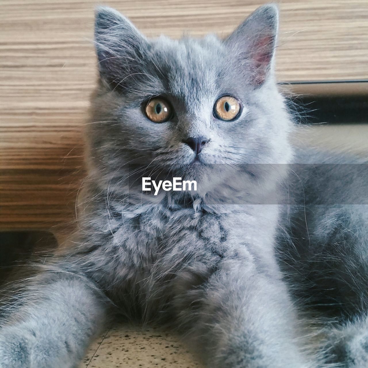 Portrait of cat sitting on floor at home